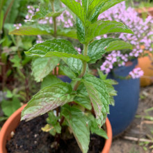 Mint grown by Margaret