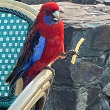 Ayra age 9. Parrot eating fries at Skyhigh resorts Dandenong