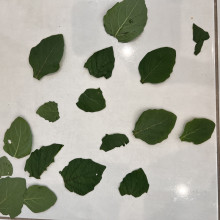 Jade age 6. Fragile Leaf Arrangement 