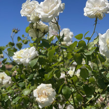 Sicily-Rose age 10. The white flowers are blooming