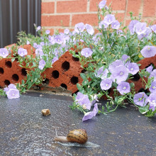 Chloe age 7. From my garden Chloe age 7. From my garden