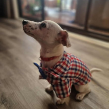 Emily age 10. My Puppy Emily age 10. My Puppy