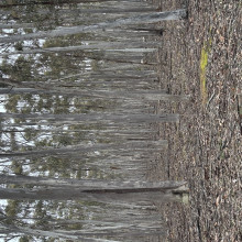 Hayley. Age 9. Mirage of trees Hayley. Age 9. Mirage of trees