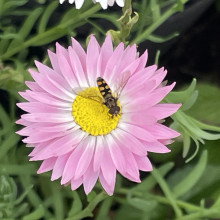 Lev. Age 8. Spring in the back yard Lev. Age 8. Spring in the back yard