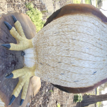 Shaarav. Age 10. Fun closer to home Shaarav. Age 10. Fun closer to home