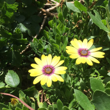 Abideepthi age 10. Yellow Sunlight Blooms Abideepthi age 10. Yellow Sunlight Blooms