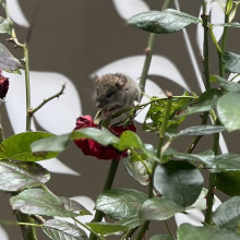 Akshana age 9. A visit to the garden Akshana age 9. A visit to the garden