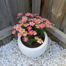 Beautiful Flowers by Evan Beautiful Flowers by Evan