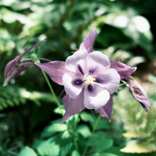 Beautiful Nature in Werribee Park Mansion. Cara age 9 Beautiful Nature in Werribee Park Mansion. Cara age 9