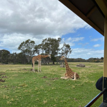 Bradley age 11. Safari Serenity Bradley age 11. Safari Serenity