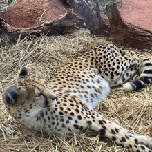 Chillin in the Jungle by Arya age 9 Chillin in the Jungle by Arya age 9