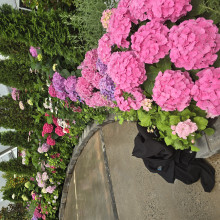 Enchanted Bloom by Ravleen age 6 Enchanted Bloom by Ravleen age 6