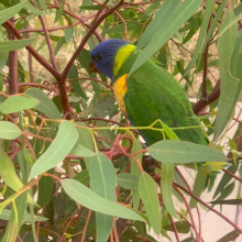 Feathers in Their First Chapter by Reaanshi, age 8 Feathers in Their First Chapter by Reaanshi, age 8