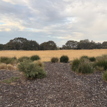 Field by Daniyah, age 7 Field by Daniyah, age 7