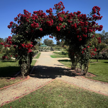 Flower Arch by Sanaa. Age 10 Flower Arch by Sanaa. Age 10