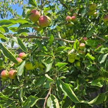 Fruit of hardwork. Aayaan age 6 Fruit of hardwork. Aayaan age 6