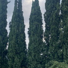 Great tall tree’s by Madison, age 8 Great tall tree’s by Madison, age 8