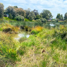 Green Paradise by Holly age 11 Green Paradise by Holly age 11