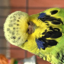 Harlow age 8 Harlow age 8