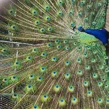 Hasika age 12 Hasika age 12