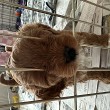 Hendrix age 5 Hendrix age 5