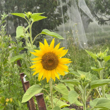 Kaushiki age 6. Photography. Kaushiki age 6. Photography.