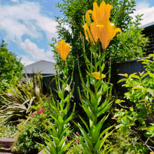 Keeping us green. Aayaan age 6 Keeping us green. Aayaan age 6