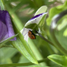 Ladybug in the community garden. Harriet age 7 Ladybug in the community garden. Harriet age 7