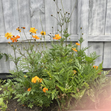 My planted seeds are blooming by Ashlyn age 6 My planted seeds are blooming by Ashlyn age 6