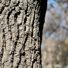 Photographer by Kaveri age 11. Photographer by Kaveri age 11.