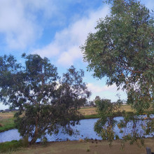 Quacks of Wyndham by Bhavanaa, age 9 Quacks of Wyndham by Bhavanaa, age 9