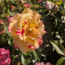 Rose flower by Riya, age 9. Rose flower by Riya, age 9.