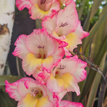 Serene pink. Ansh age 8 Serene pink. Ansh age 8