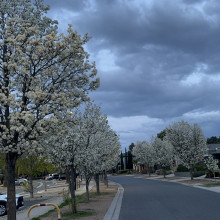 Spring morning by Vedika. Age 11 Spring morning by Vedika. Age 11