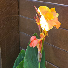 Survival of the fittest. Ansh age 8 Survival of the fittest. Ansh age 8