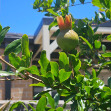 The fruit with a Crown. Aayaan age 6 The fruit with a Crown. Aayaan age 6