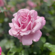 flower photo. Suneeti age 12 flower photo. Suneeti age 12