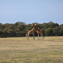 the savannah by Rosina age 5 the savannah by Rosina age 5