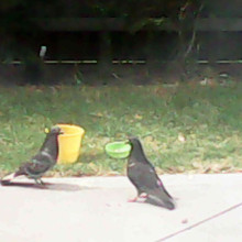 Birds in my backyard by Anaisha, age 6 Birds in my backyard by Anaisha, age 6