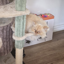 Cat by Aarya, age 6 Cat by Aarya, age 6