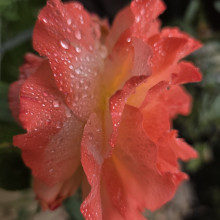 Flower by Himani, age 10 Flower by Himani, age 10