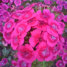 Flowers by Alexander, age 8 Flowers by Alexander, age 8