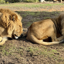 Lion Besties by Kyra, age 6 Lion Besties by Kyra, age 6