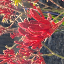 My favourite vibrant flower 🌸 by Billie, age 8 My favourite vibrant flower 🌸 by Billie, age 8