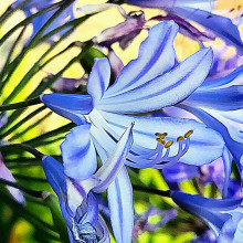 Nature's Gift by Rachna, age 9 Nature's Gift by Rachna, age 9