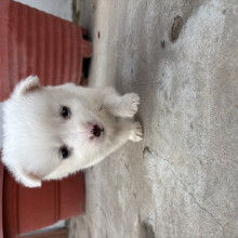 Simba by Tegh, age 11 Simba by Tegh, age 11