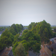 Suburban Canopy Avenue by Matthew, age 12 Suburban Canopy Avenue by Matthew, age 12