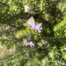 Thirsty butterfly by Harish, age 5 Thirsty butterfly by Harish, age 5