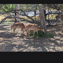 Wildlife in Wyndham by Saisha, age 11 Wildlife in Wyndham by Saisha, age 11