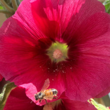 honey bee by ashneer, age 7 honey bee by ashneer, age 7